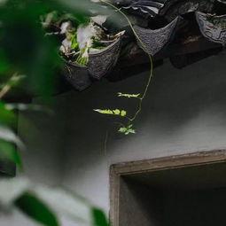 知足常乐吃瓜,品味生活的甜蜜与乐趣