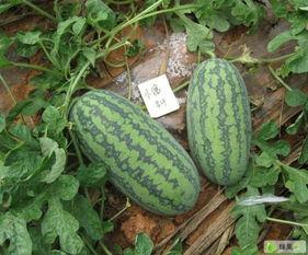 小富贵吃瓜,揭秘娱乐圈背后的秘密