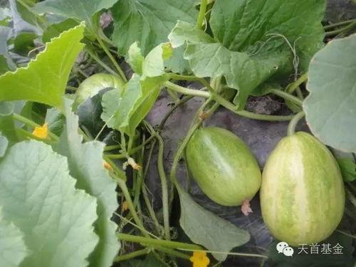 陕北小瓜怎么吃,解锁美味新体验