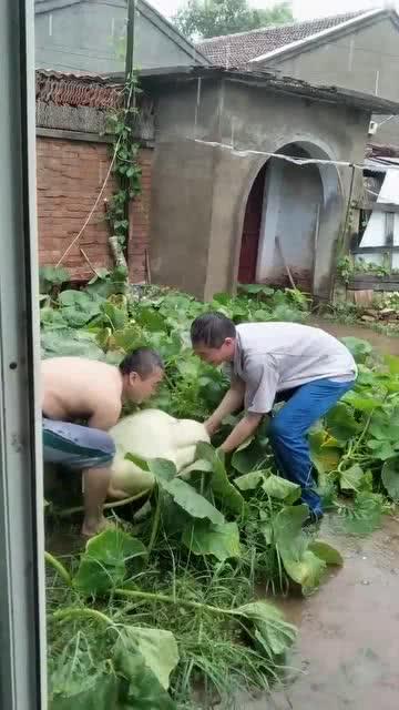 台湾吃瓜搬运网,揭秘娱乐圈幕后故事，带你领略台岛娱乐风云