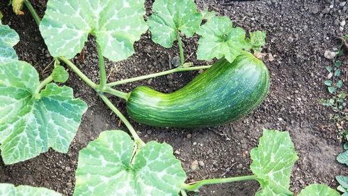 小瓠瓜怎么吃,解锁健康美味新体验