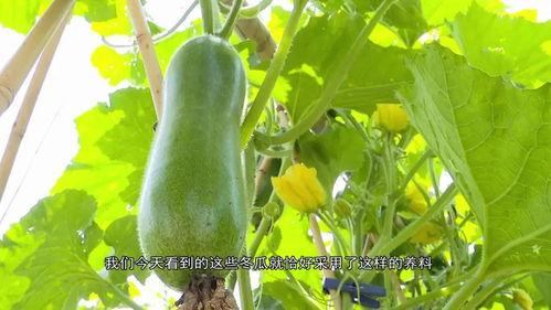 广东交通职业吃瓜,吃瓜群众眼中的风云变幻