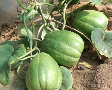 这个季节吃瓜,瓜果飘香——夏季必尝时令美味