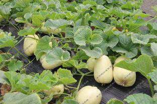 弥河古城吃瓜,探寻古韵吃瓜时光