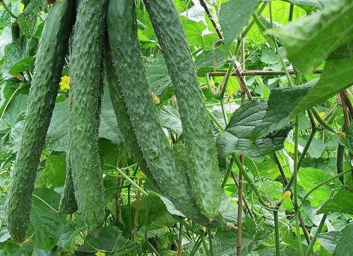 吃梨瓜牙痛,揭秘梨子与牙齿健康的微妙关系