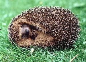 冬眠桥鹊吃瓜,冬眠桥鹊的瓜田奇遇