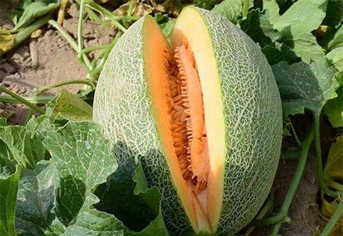 大家吃哈密瓜,共享甜蜜滋味