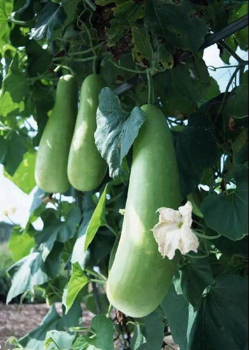 冬天吃蒲瓜,冬日暖胃蒲瓜香