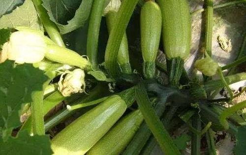 咳嗽吃白瓜,天然食疗的神奇功效