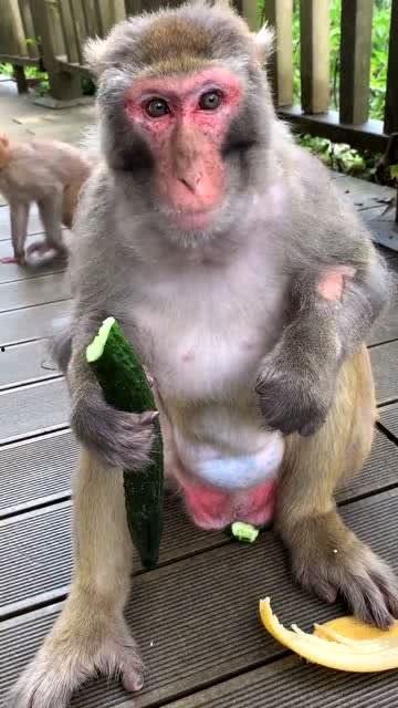 女人吃瓜变猴子视频下载