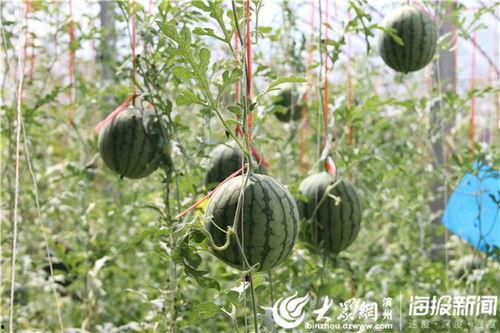 巩义吃瓜爆料网红视频,幕后故事大曝光