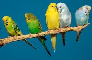 鹦鹉会吃哈密瓜吗视频